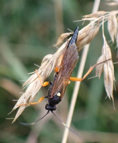 Limerodops sp.